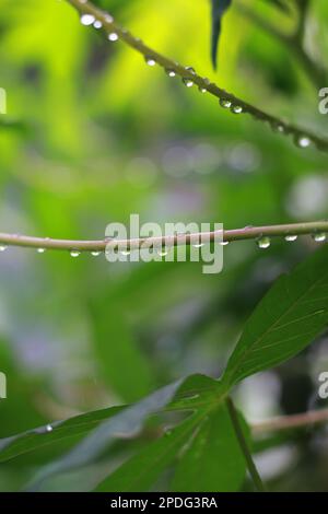 un gros plan de gouttelettes d'eau sur les feuilles de manioc après avoir été exposées à la pluie. concept de photo naturelle. Banque D'Images