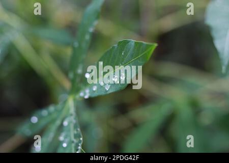 un gros plan de gouttelettes d'eau sur les feuilles de manioc après avoir été exposées à la pluie. concept de photo naturelle. Banque D'Images