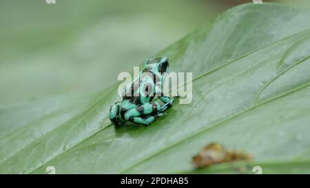 grenouille verte et noire poison dart avec un têtard sur son dos au costa rica Banque D'Images