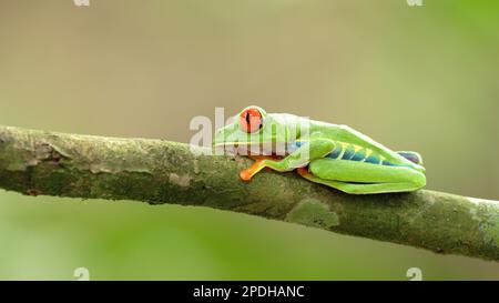 une grenouille d'arbre aux yeux rouges avec ses yeux ouverts dans un jardin Banque D'Images