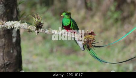 photo d'un homme de quetzal admirablement éclairé et resplendissant perché sur une branche Banque D'Images