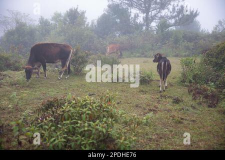 Une forêt défrichement drapée de nuages brumeux à Sagada, Philippines, sur Marlboro Hill, avec des vaches en liberté. Banque D'Images