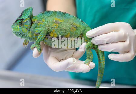 Leipzig, Allemagne. 23rd févr. 2023. Brunhilde, un caméléon yéménite, est examiné par un vétérinaire de la clinique des oiseaux et des reptiles de la Faculté de médecine vétérinaire de l'Université. Avec le nombre croissant de propriétaires d'animaux exotiques, la conservation parfois très coûteuse de ces animaux est également critiquée encore et encore. Une maladie typique des caméléons gardés dans les terrariums est la ponte d'oeufs, causée par le stress ou la suralimentation. Credit: Jan Woitas/dpa/Alay Live News Banque D'Images