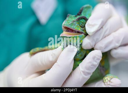 Leipzig, Allemagne. 23rd févr. 2023. Brunhilde, un caméléon yéménite, est examiné par un vétérinaire de la clinique des oiseaux et des reptiles de la Faculté de médecine vétérinaire de l'Université. Avec le nombre croissant de propriétaires d'animaux exotiques, la conservation parfois très coûteuse de ces animaux est également critiquée encore et encore. Une maladie typique des caméléons gardés dans les terrariums est la ponte d'oeufs, causée par le stress ou la suralimentation. Credit: Jan Woitas/dpa/Alay Live News Banque D'Images