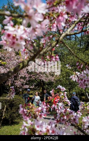 Taipei. 15th mars 2023. Les gens, marcher sous les cerisiers en pleine floraison à Yangmingshan, une région pittoresque près de Taipei, Taiwan le 15/03/2023 par Wiktor Dabkowski crédit: dpa/Alay Live News Banque D'Images