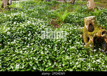 Bärlauchwald à Sommerset, Angleterre Banque D'Images