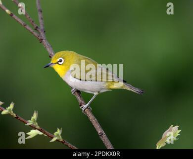 Un oiseau à œil blanc qui se forme sur une branche d'un arbre à l'île Lamma, à Hong Kong. Banque D'Images