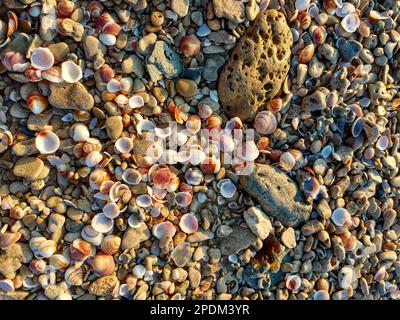 Arrière-plan naturel. Pierres et de nombreuses petites coquillages sur la rive de la mer Méditerranée après la tempête. Fond d'écran. Texture Banque D'Images