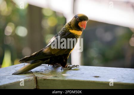 le mory est un oiseau noir et jaune avec un bec orange Banque D'Images