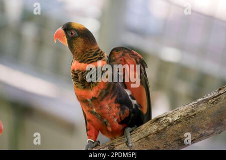 c'est un cory orange dusky il a une plume orange beak orange et des plumes noires et un oeil orange Banque D'Images