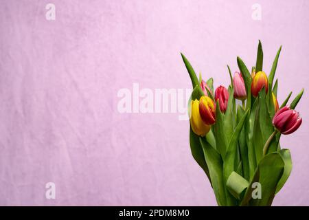 Bouquet isolé de tulipes devant un fond rose. Parfait pour une carte cadeau et des affiches pour la fête des mères Banque D'Images