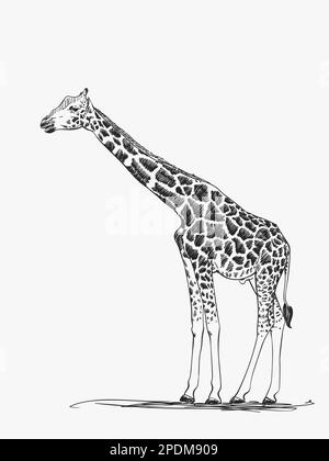 Schéma vectoriel de girafe, illustration dessinée à la main Illustration de Vecteur