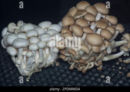 gros plan des champignons de la coquille du bouquet. Banque D'Images