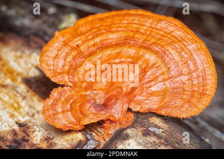 gros plan du champignon polypore cinnabar Banque D'Images