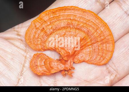 gros plan du champignon polypore cinnabar Banque D'Images