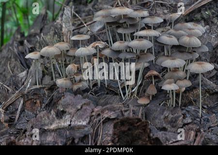 des champignons de psathyrellaceae s'expectordent du tronc en décomposition Banque D'Images
