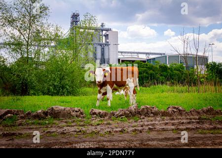 Deux veaux de sang mangent, paissent de l'herbe sur les pâturages, pré devant la zone industrielle agricole, complexe avec peu de silos métalliques, bronzage de stockage Banque D'Images