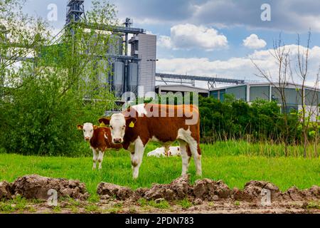 Deux veaux de sang mangent, paissent de l'herbe sur les pâturages, pré devant la zone industrielle agricole, complexe avec peu de silos métalliques, bronzage de stockage Banque D'Images