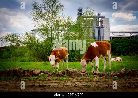 Deux veaux de sang mangent, paissent de l'herbe sur les pâturages, pré devant la zone industrielle agricole, complexe avec peu de silos métalliques, bronzage de stockage Banque D'Images