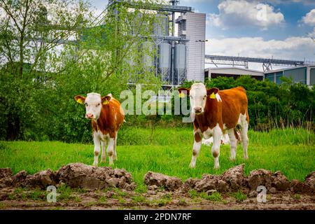 Deux veaux de sang mangent, paissent de l'herbe sur les pâturages, pré devant la zone industrielle agricole, complexe avec peu de silos métalliques, bronzage de stockage Banque D'Images