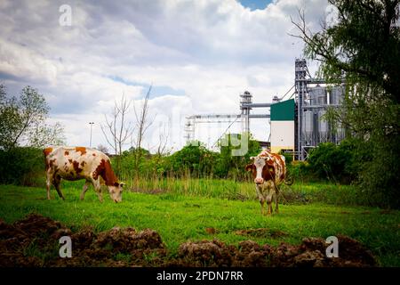 Deux vaches de sang mangent, paissent de l'herbe sur les pâturages, pré devant la zone industrielle agricole, complexe avec peu de silos métalliques, réservoirs de stockage Banque D'Images