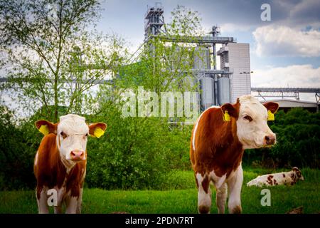 Deux veaux de sang mangent, paissent de l'herbe sur les pâturages, pré devant la zone industrielle agricole, complexe avec peu de silos métalliques, bronzage de stockage Banque D'Images