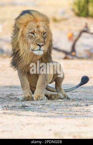 Un grand lion à fourreau, Panther Leo, vu dans le parc national de Hwange au Zimbabwe. Banque D'Images