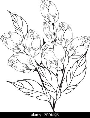 Une belle branche en fleurs, richement décorée avec des fleurs, des bourgeons et des feuilles. Dessin à la main. Illustration de Vecteur