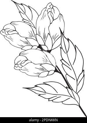 Une belle branche en fleurs, richement décorée avec des fleurs, des bourgeons et des feuilles. Dessin à la main. Illustration de Vecteur
