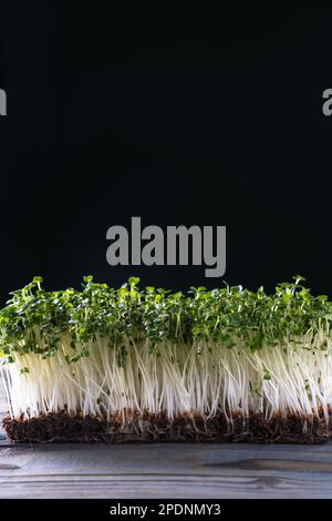 Culture domestique Microgreens. Pousses Microgreen sur mur noir. Espace libre pour le texte. Tiges cultivées avec des feuilles vertes, semis d'origine, favorable Banque D'Images