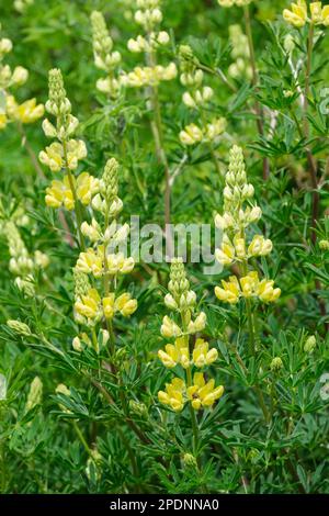 Lupinus arboreus, lupin jaune, lupin d'arbre, fleurs jaunes Banque D'Images
