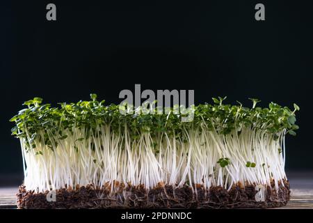 Culture domestique Microgreens. Un récipient avec des pousses microvertes sur un mur noir. Tiges cultivées avec des feuilles vertes, semis d'origine, favorable Banque D'Images