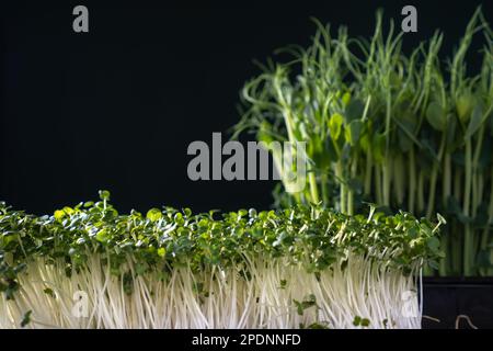 Différentes variétés de microgreens culture domestique. Deux types de pousses microvertes sur paroi noire, foyer sélectif. Tiges cultivées avec des feuilles vertes Banque D'Images