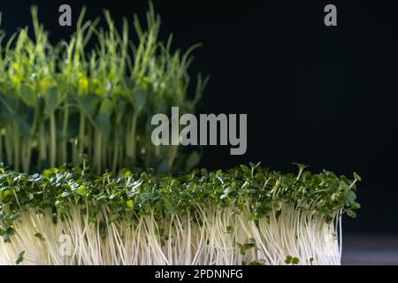 Différentes variétés de microgreens culture domestique. Deux types de pousses microvertes sur paroi noire, foyer sélectif. Tiges cultivées avec des feuilles vertes Banque D'Images