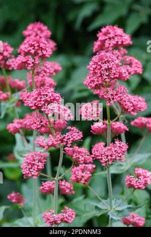 Centranthus ruber coccineus, rouge crimson valériane, vivace, bleu-vert, en forme d'entonnoir, grappes de fleurs rouges-pinky Banque D'Images