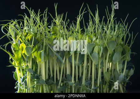 Culture domestique Microgreens. Pousses microvertes denses et fraîches sur le mur noir. Tiges cultivées avec des feuilles vertes, semis d'origine, favorable Banque D'Images