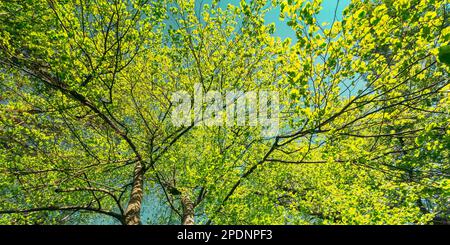 Auvent de printemps de l'arbre. Forêt à feuilles caduques, nature d'été à la Sunny Day. Branches supérieures de l'arbre avec feuillage vert frais. Vue en angle bas Banque D'Images