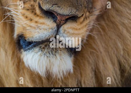 Un grand lion à fourreau, Panther Leo, vu dans le parc national de Hwange au Zimbabwe. Banque D'Images