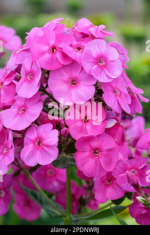 Phlox paniculata Peacock Neon Purple, herbacé vivace, parfumé, fleurs violet-rose vif Banque D'Images