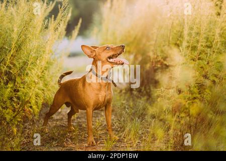 Brown min PIN, miniature, pincher, Pinscher, Zwergpinscher posant en plein air dans Sunny Summer Evening. Chien mâle Pinscher debout dans l'herbe verte Banque D'Images