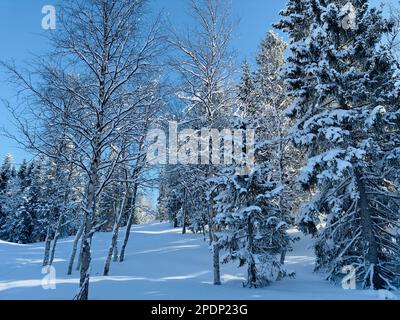Une scène hivernale sereine d'arbres couverts de neige sous un ciel bleu vif dans le nord de la Suède Banque D'Images