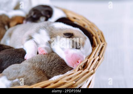 Gros plan mignon, tricolore snoozing gallois corgis dans des paniers en osier sur un fond blanc. Protection et entretien des animaux de compagnie. Deux jours de chiots dans un Banque D'Images