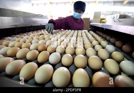 HANDAN, CHINE - le 15 MARS 2023 - Un travailleur nettoie les œufs dans une ferme de poulets pondus à Handan, province de Hebei, Chine, 15 mars 2023. Banque D'Images