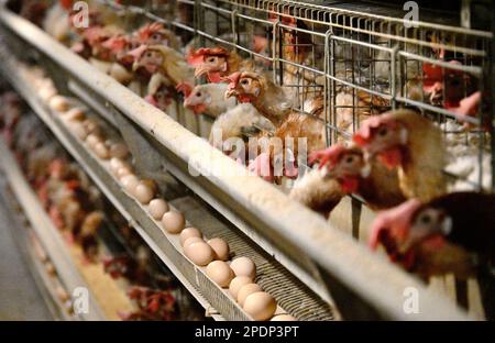 HAENDAN, CHINE - 15 MARS 2023 - des poules pondeuses sont vues dans une ferme de poulets pondeuses à Haendan, province de Hebei, Chine, 15 mars 2023. Banque D'Images