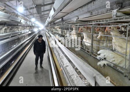 HANDAN, CHINE - le 15 MARS 2023 - Un membre du personnel vérifie la croissance des jeunes poulets dans une maison de poules de la ville de Handan, dans la province de Hebei, en Chine du Nord, en mars Banque D'Images