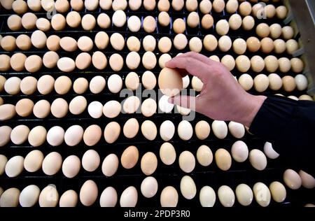 HANDAN, CHINE - le 15 MARS 2023 - Un travailleur vérifie le nettoyage des œufs dans une ferme de poulets pondus à Handan, province de Hebei, Chine, 15 mars 2023. Banque D'Images