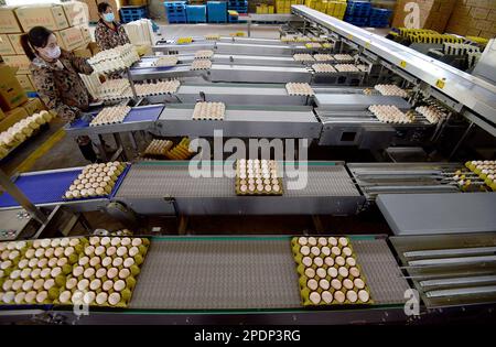 HANDAN, CHINE - le 15 MARS 2023 - Un travailleur travaille sur une ligne d'emballage d'œufs dans une ferme de poulets pond à Handan, province de Hebei, en Chine, au 15 mars 2023. Banque D'Images