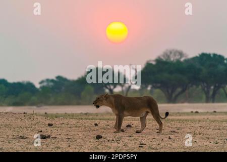 Une femme lion, Panthera Leo, marche devant le soleil couchant dans le parc national de Hwange au Zimbabwe Banque D'Images