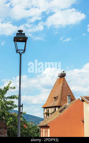 Cigognes dans un nid sur un toit dans un village d'Alsace en France Banque D'Images