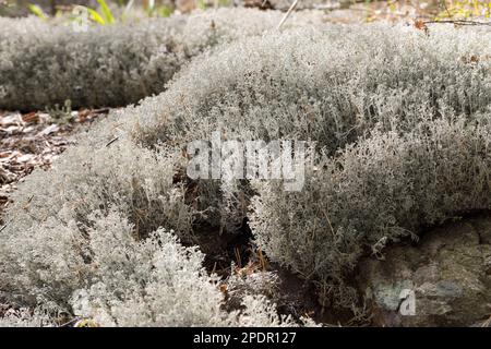 Echte Rentierflechte, Rentierflechte, Isländisch Moos, Isländisches Moos, Cladonia rangiferina, lichen de renne, mousse de renne, mousse de cerf, os de caribou Banque D'Images